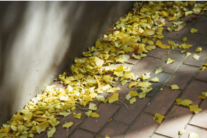 Scraping for Seasonal Transitions: Preparing Your Home for Fall Maintenance